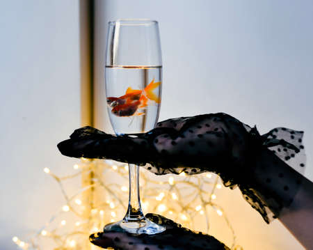 Female hands in black gloves hold a glass of champagne and a goldfishの写真素材
