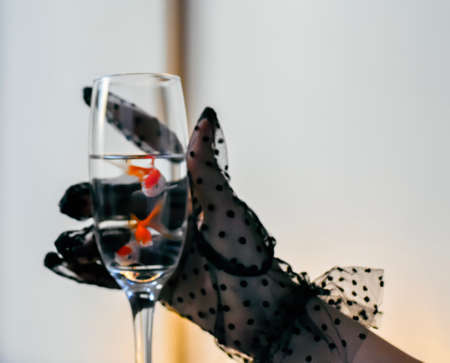 Female hand in black lace gloves holds a glass of champagne with goldfish.の写真素材