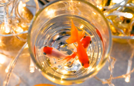 Goldfish in a glass of water on the background of Christmas garlandsの写真素材