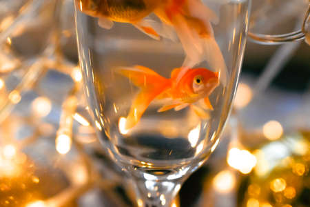 Goldfish in a wine glass on a background of garlands.の写真素材
