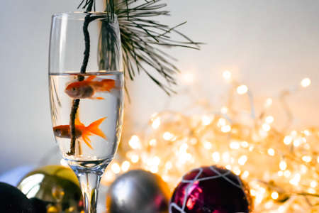 Goldfish in a glass of champagne and Christmas decorations on a white background.の写真素材