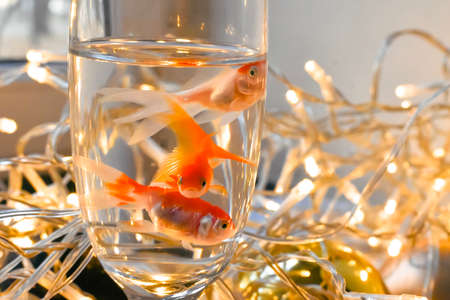 Goldfish in a glass with a garland on a dark backgroundの写真素材