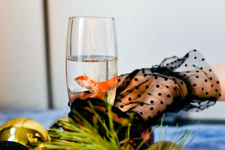 Female hands in black lace gloves hold a glass of champagne and goldfish on a white background.の写真素材