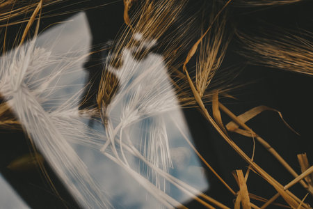 Wheat ears on a background of the sky. Toned.