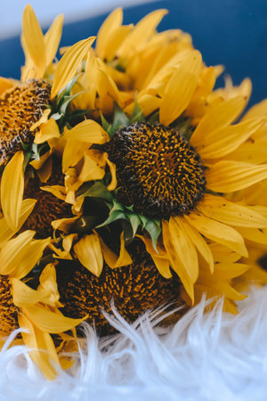 Bouquet of yellow sunflowers on a blue background.の写真素材