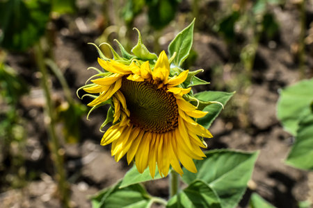 Sunflowers grow in the garden on a sunny summer day.の写真素材