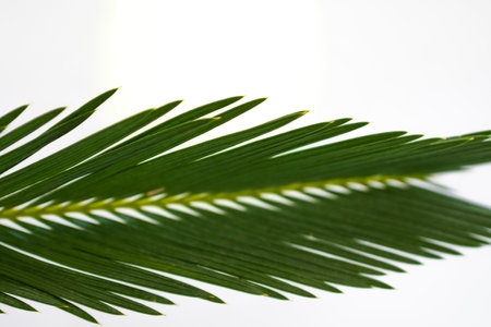 green leaf of a palm tree on a white background close-upの写真素材