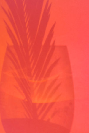 Blurred shadow of a palm leaf in a glass vase on a red background.の写真素材