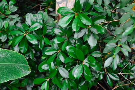 Green leaves background. Green leaves background. Green leaves background. Green leaves background.