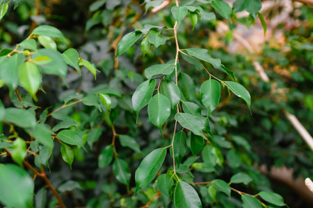 Green leaves of ficus benjamina, commonly known as ficus benjamina.の写真素材