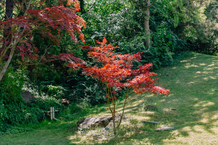 Red maple tree in the garden at autumn time. Nature background.の写真素材