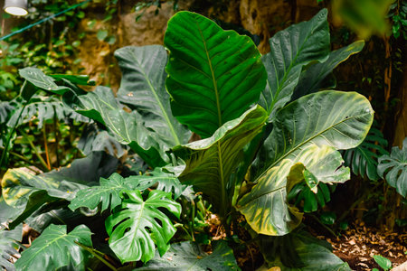 Tropical leaves in the botanical garden. Natural background.の写真素材