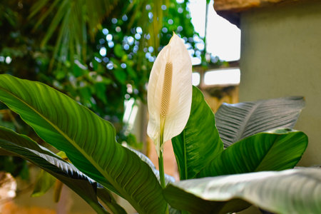 White Spathiphyllum flower in garden, Thailand.の写真素材