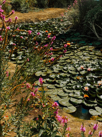 Water lilies and flowers in the botanical garden of Granadaの写真素材