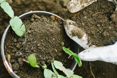 Gardening and agriculture concept. Close-up of female hands in gloves planting seedlings in the...