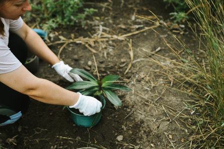 Woman planting a plant in the garden. Selective focus. nature.の写真素材