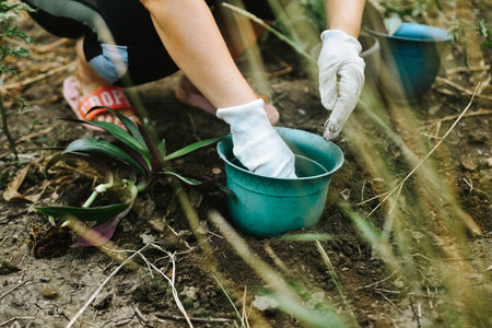 Hands of a woman planting orchid seedlings in a potの写真素材