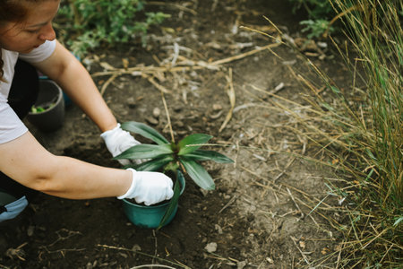 Female gardener planting a tree in the garden. Gardening concept.の写真素材