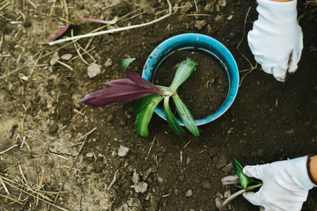 Hands of a gardener planting a seedling in the groundの写真素材