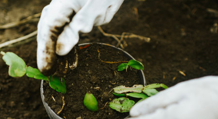 Close up of hands of gardener planting small seedlings in soilの写真素材