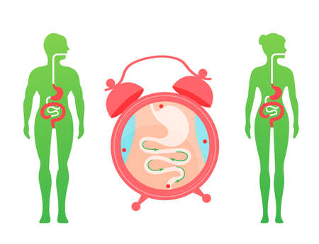 Human digestion system flat color diagram for medical apps and websites.のイラスト素材
