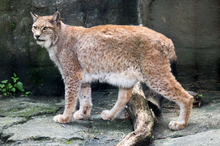 lynxの写真素材