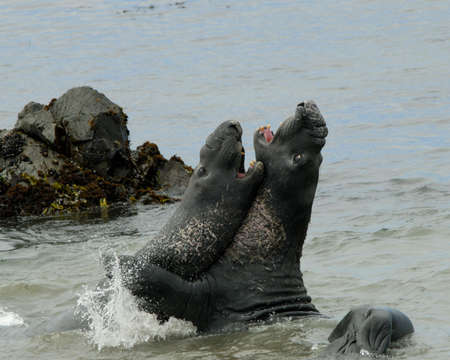 Elephant seals sparing on beachの写真素材