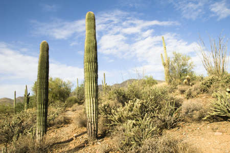 Hiking trail running through various cacti in the Arizona desert. の写真素材