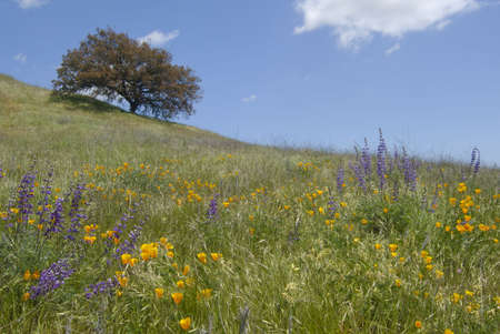 California wild flowers and oak tree at the Santa Rosa Plateau Ecological Reserve. の写真素材