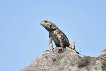 western fence swift lizard warming up in the sun.の写真素材