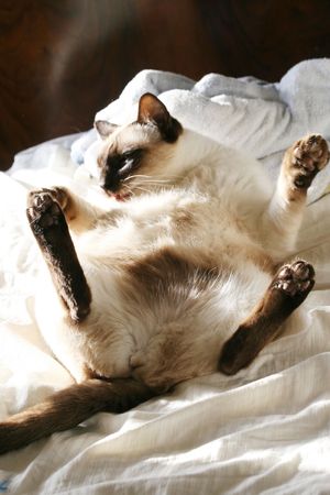 Siamese cat の写真素材