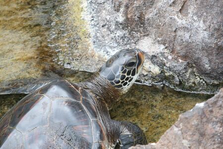 Green Sea Turtle from Big Island of Hawaii, Kona coastの写真素材