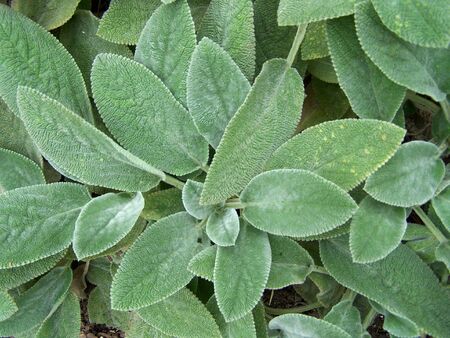 Leaves backgroundの写真素材