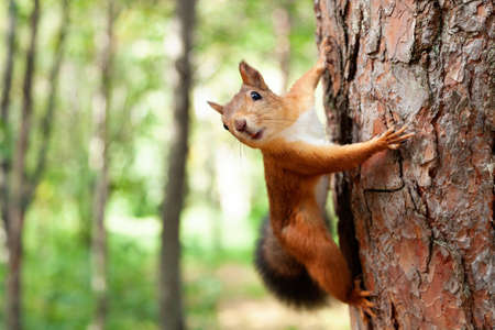 Red Squirrel in natureの写真素材