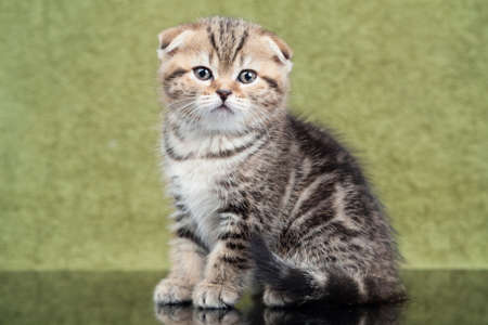 Little scottish kitten on green backgroundの写真素材