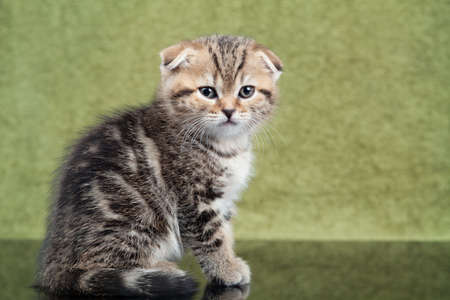 Little scottish kitten on green backgroundの写真素材