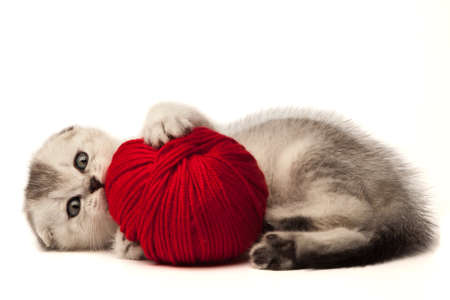 Funny kitten with ball of yarn isolated on white background.の写真素材