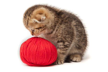 Tabby kitten with ball of yarn isolated on white backgroundの写真素材