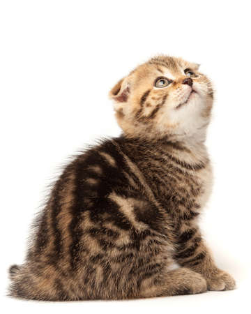Portrait cat, scottish Fold on white backgroundの写真素材