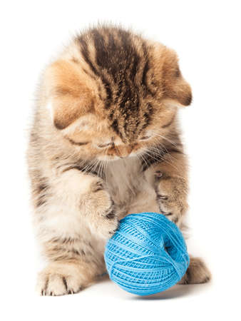 Scottish thoroughbred tabby kitten with gray wool plays with a ball of yarnの写真素材