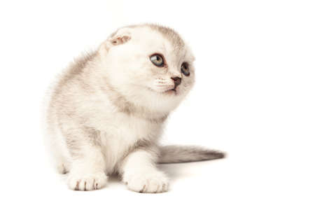 Scottish thoroughbred kitten with grey colored wool at white backgroundの写真素材