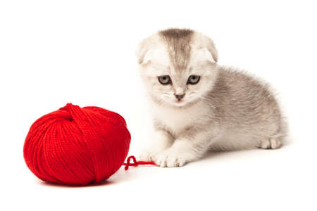 Scottish thoroughbred tabby kitten with gray wool plays with a ball of yarnの写真素材