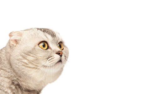 Portrait of thoroughbred Scottish fold cat on white backgroundの写真素材