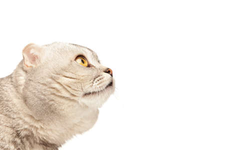 Portrait of thoroughbred Scottish fold cat on white backgroundの写真素材