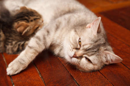 Big Scottish kittens drink mother's milkの写真素材