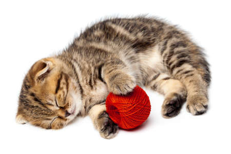 A kitten takes a nap while holding onto a red ball of yarn on a white background. One in a seriesの写真素材