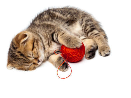 A kitten takes a nap while holding onto a red ball of yarn on a white background. One in a seriesの写真素材