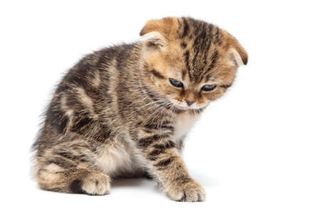 Scottish thoroughbred kitten with three-colored wool at white backgroundの写真素材