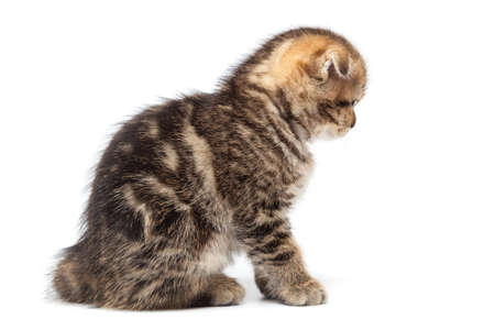 Scottish thoroughbred kitten with three-colored wool at white backgroundの写真素材