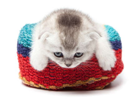 Wet ginger cat in a towel on a light background of the interior. Funny catの写真素材